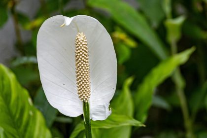 Vienas puodelis per mėnesį – ir jūsų vėzdūnės lapai blizgės, o žiedai sprogs vienas po kito. Kodėl vėzdūnė nežydi