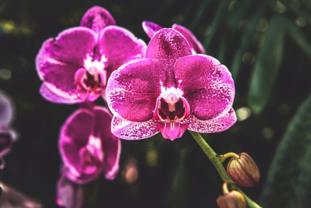Virtuvės kriauklės metodas – patogiausias būdas laistyti orchidėją