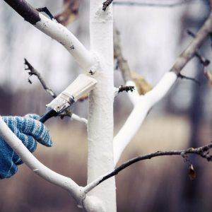 Vokiečių sodininkų gudrybė, kuri gelbsti vaismedžius: į kalkes deda tai, ko daugelis nė neįtaria