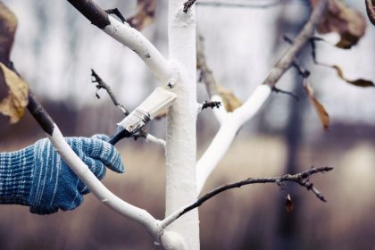 Vokiečių sodininkų gudrybė, kuri gelbsti vaismedžius: į kalkes deda tai, ko daugelis nė neįtaria