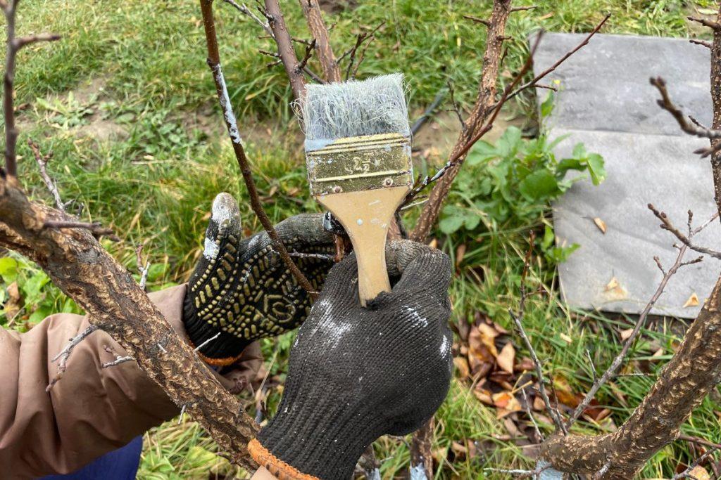 Vokiečių sodininkų gudrybė, kuri gelbsti vaismedžius: į kalkes deda tai, ko daugelis nė neįtaria. Kaip teisingai paruošti balinimo mišinį