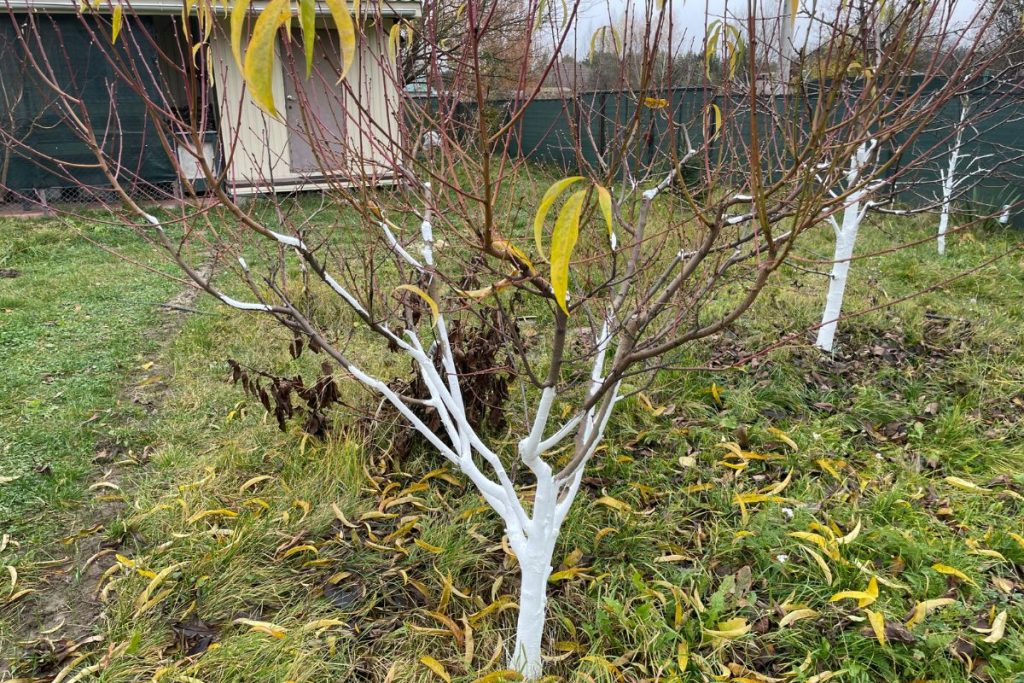 Vokiečių sodininkų gudrybė, kuri gelbsti vaismedžius: į kalkes deda tai, ko daugelis nė neįtaria. Vaismedžių balinimas