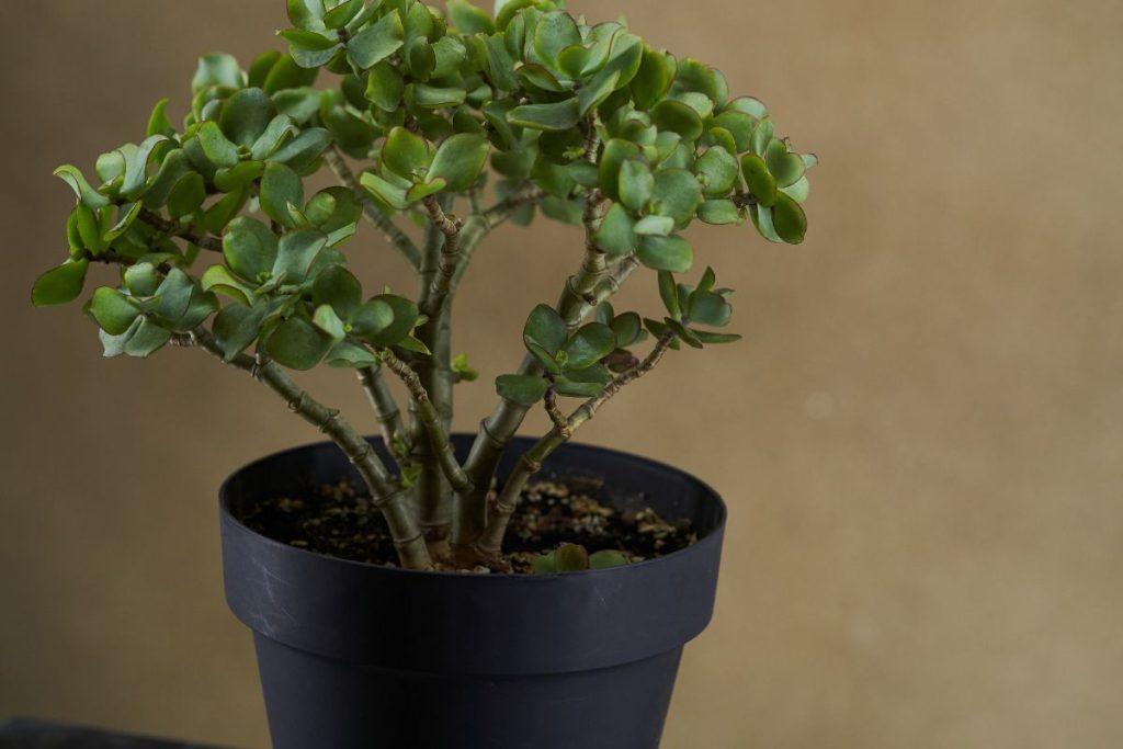 Yra vienas unikalus augalas, kuris veikia kaip teigiamos energijos magnetas. Kaip prižiūrėti?