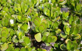 Yra vienas unikalus augalas, kuris veikia kaip teigiamos energijos magnetas.