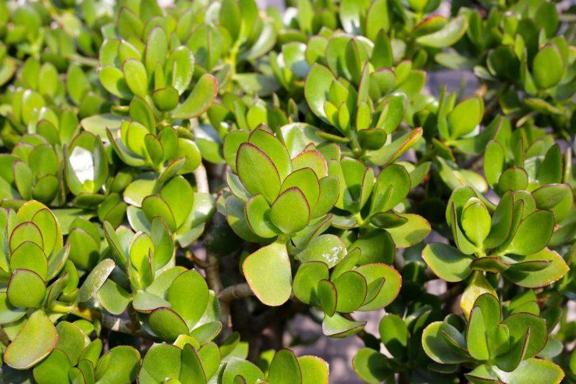 Yra vienas unikalus augalas, kuris veikia kaip teigiamos energijos magnetas.