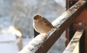 Žiemą maistą laikote balkone? Jūs privalote tai sužinoti