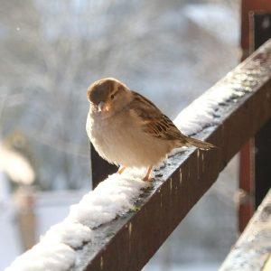 Žiemą maistą laikote balkone? Jūs privalote tai sužinoti