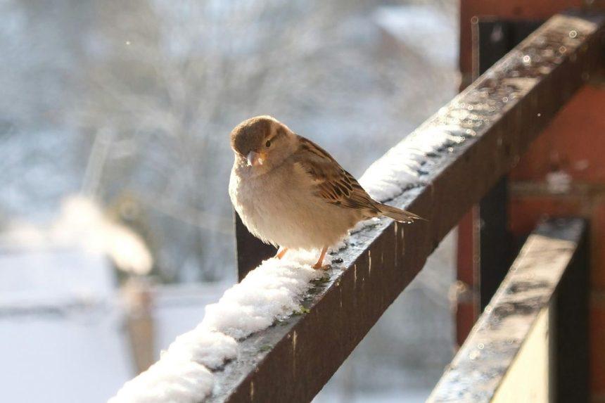 Žiemą maistą laikote balkone? Jūs privalote tai sužinoti