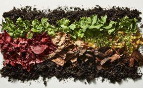 Žiemos kompostas, atyvus net per šalčius. Jei to nepadarysite dabar – pavasarį gailėsitės