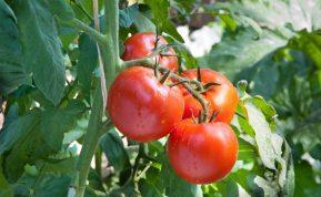 4 natūralūs purškikliai pomidorams, apsaugantys juos nuo maro ir kenkėjų