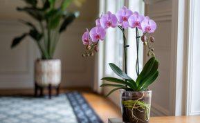 Kaip priversti orchidėją žydėti pakartotinai: patikinti specialistų patarimai