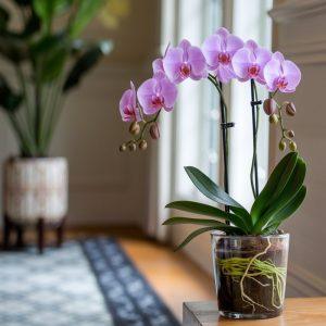 Kaip priversti orchidėją žydėti pakartotinai: patikinti specialistų patarimai