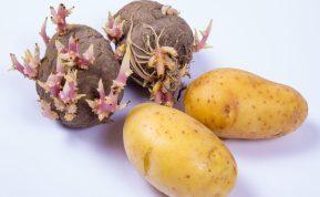 Išmesti ar suvalgyti sudygusias bulves? Mes turime atsakymą