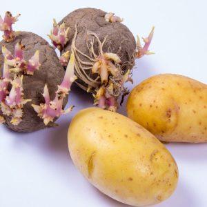 Išmesti ar suvalgyti sudygusias bulves? Mes turime atsakymą