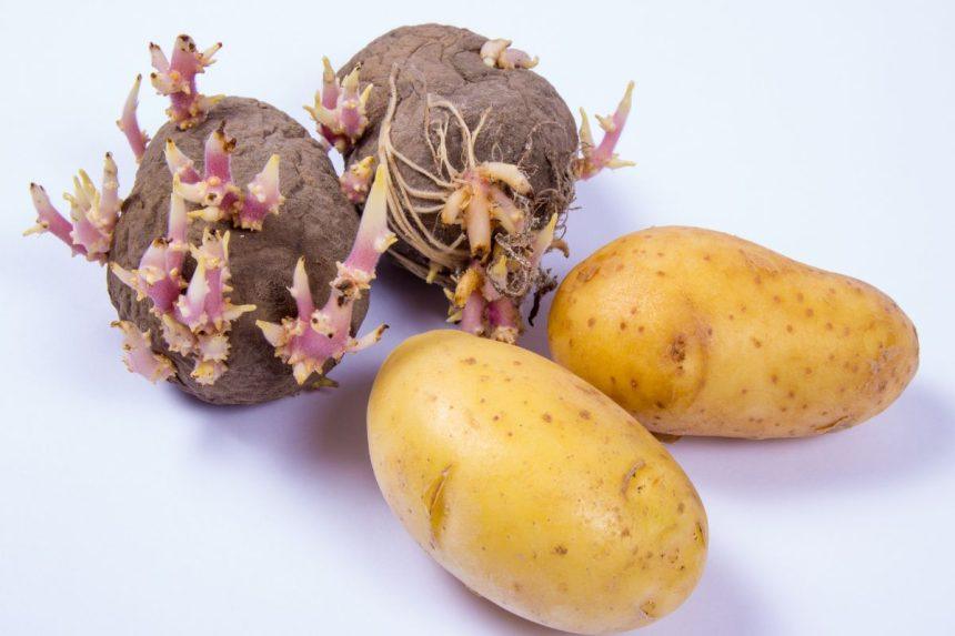 Išmesti ar suvalgyti sudygusias bulves? Mes turime atsakymą