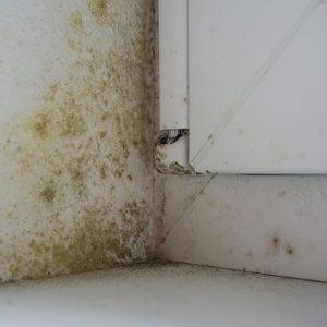 Išnaudokite šios nebrangios naminės priemonės galią: atsisveikinkite su pelėsiu ant palangėsIšnaudokite šios nebrangios naminės priemonės galią: atsisveikinkite su pelėsiu ant palangės