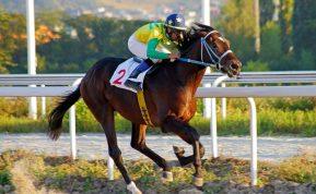 Judėjimas jų kraujyje: geriausi sportininkai pagal Zodiako ženklą