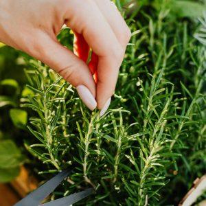 Kai man pradeda skaudėti sąnarius, visada pasikliauju šia žolele!