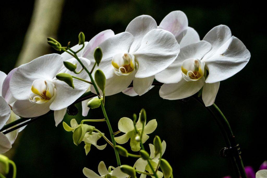 Kaip suprasti, ar orchidėja jaučiasi gerai