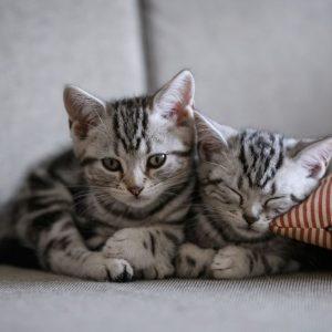 Katės kailio spalva atskleidžia likimą: sužinokite, ką apie jus „pasako“ jūsų augintinė