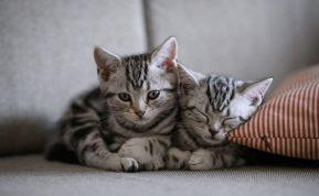 Katės kailio spalva atskleidžia likimą: sužinokite, ką apie jus „pasako“ jūsų augintinė