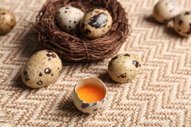 Kodėl putpelių kiaušiniai yra pavojingi ir kas neturėtų jų valgyti?