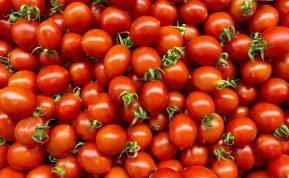 Mano močiutė sumaišo 3 ingredientus ir jais patręšia pomidorus: daržoves ji renka krepšiais!