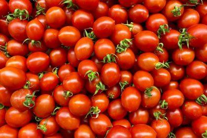 Mano močiutė sumaišo 3 ingredientus ir jais patręšia pomidorus: daržoves ji renka krepšiais!