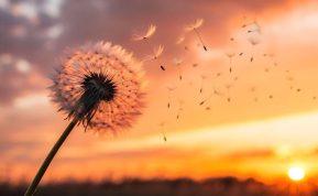 Mokslas pagaliau paaiškino, kodėl saulėtekiai ir saulėlydžiai taip stipriai veikia mūsų nuotaiką