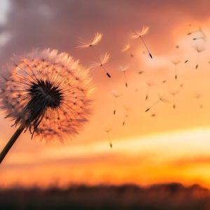 Mokslas pagaliau paaiškino, kodėl saulėtekiai ir saulėlydžiai taip stipriai veikia mūsų nuotaiką