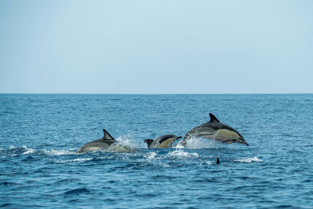 Mokslininkai negalėjo patikėti savo akimis: toks įvykis atsitiko pirmą kartą isorijoje. Orkų medžioklė su delfinais