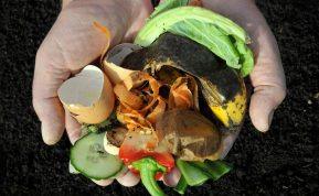 Natūralios trąšos jūsų augalams: kokie maisto produktai tinka daržui tręšti?
