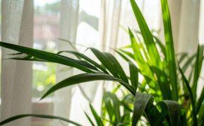 Naudingi patarimai, kaip valyti dulkes nuo kambarinių augalų lapų