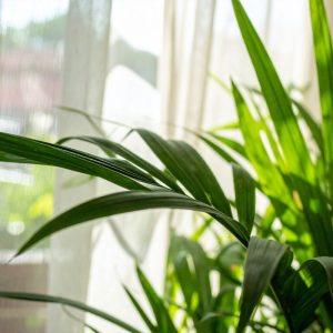 Naudingi patarimai, kaip valyti dulkes nuo kambarinių augalų lapų