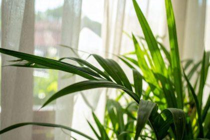 Naudingi patarimai, kaip valyti dulkes nuo kambarinių augalų lapų