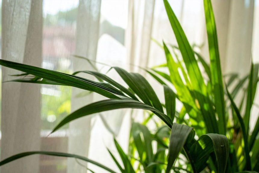 Naudingi patarimai, kaip valyti dulkes nuo kambarinių augalų lapų
