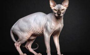 Nyderlandai uždraudė sfinksų kates: štai tikrosios priežastys