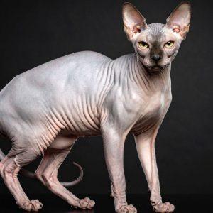 Nyderlandai uždraudė sfinksų kates: štai tikrosios priežastys