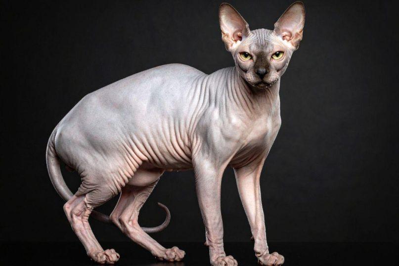 Nyderlandai uždraudė sfinksų kates: štai tikrosios priežastys