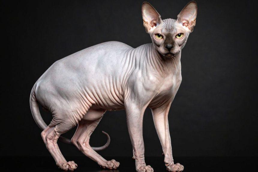 Nyderlandai uždraudė sfinksų kates: štai tikrosios priežastys