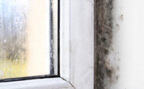 Pasinaudokite šio pigiausio produkto galia ir atsisveikinkite su pelėsiu ant palangės!