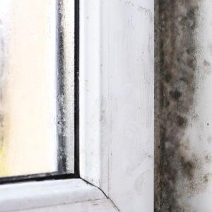 Pasinaudokite šio pigiausio produkto galia ir atsisveikinkite su pelėsiu ant palangės!