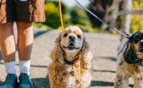 Pripažintos trys naujos šunų veislės: gyvūnų teisių gynėjai skambina pavojaus varpais