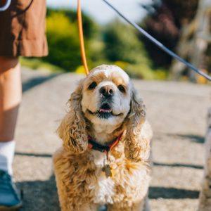 Pripažintos trys naujos šunų veislės: gyvūnų teisių gynėjai skambina pavojaus varpais