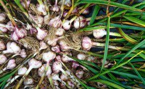 Puikus patarimas, kaip užsiauginti gausų česnakų derlių!