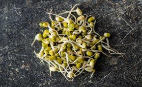 Šio augalo daigai yra ausko vertės: palaiko smegenų, širdies ir žarnyno veiklą.