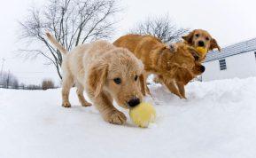 Tą daro visi jaunikliai: mokslininkai atrado kaip tai keičia gyvūnų smegenis