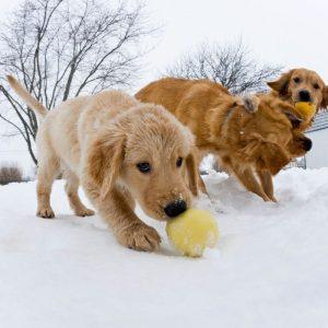 Tą daro visi jaunikliai: mokslininkai atrado kaip tai keičia gyvūnų smegenis