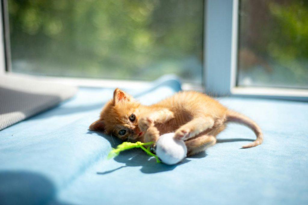 Tą daro visi jaunikliai: mokslininkai atrado kaip tai keičia gyvūnų smegenis. Kas nutinka, kai žaidimo nelieka?