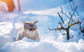 Tiesa apie kates žiemą: kada iš tikrųjų kailio šilumai nepakanka?